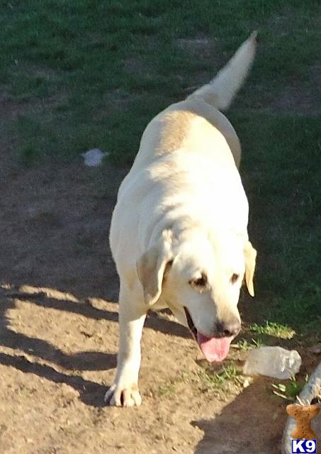 Dogs for Sale